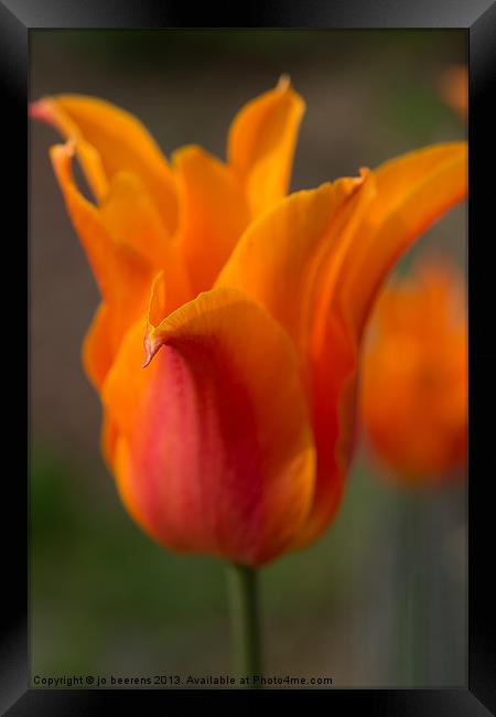 orange tulip Framed Print by Jo Beerens
