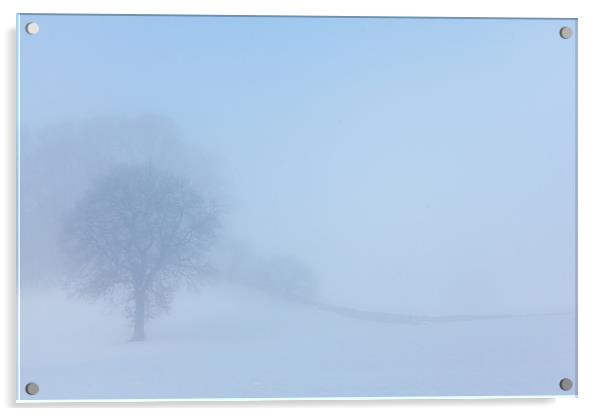Winter tree Acrylic by Gary Finnigan