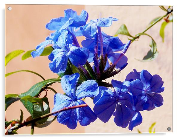1154-blue plumbago Acrylic by elvira ladocki