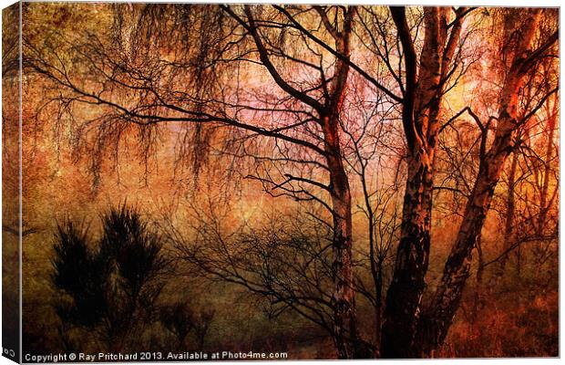 Winter Trees Canvas Print by Ray Pritchard