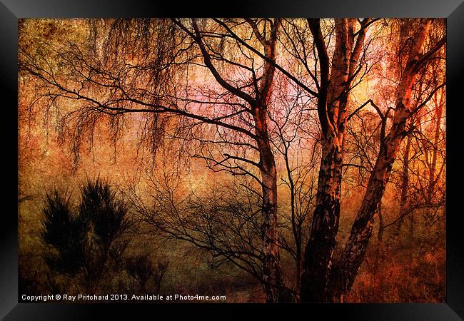 Winter Trees Framed Print by Ray Pritchard