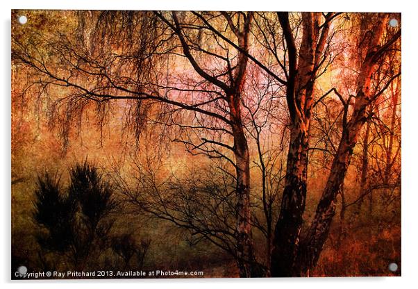 Winter Trees Acrylic by Ray Pritchard