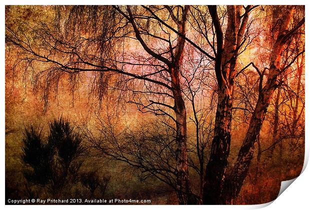 Winter Trees Print by Ray Pritchard