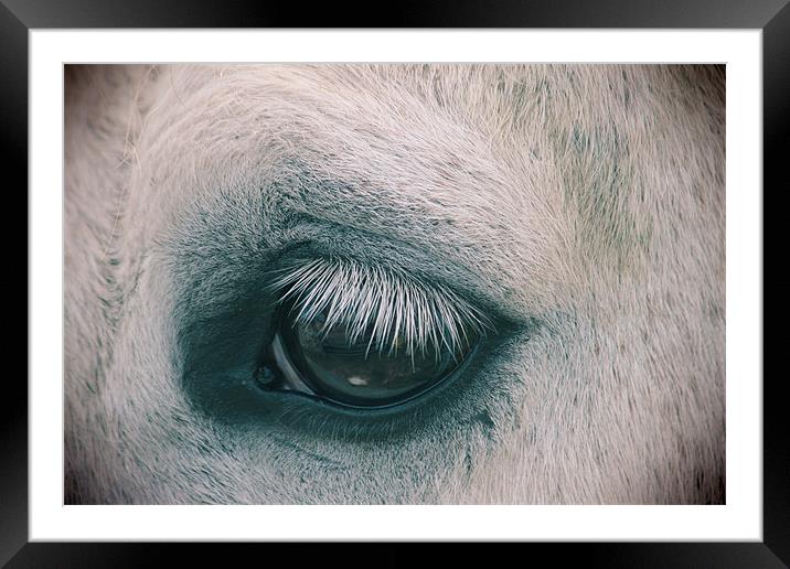 horse Framed Mounted Print by Gavin Wilson