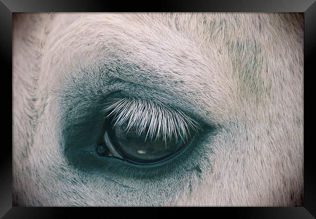 horse Framed Print by Gavin Wilson