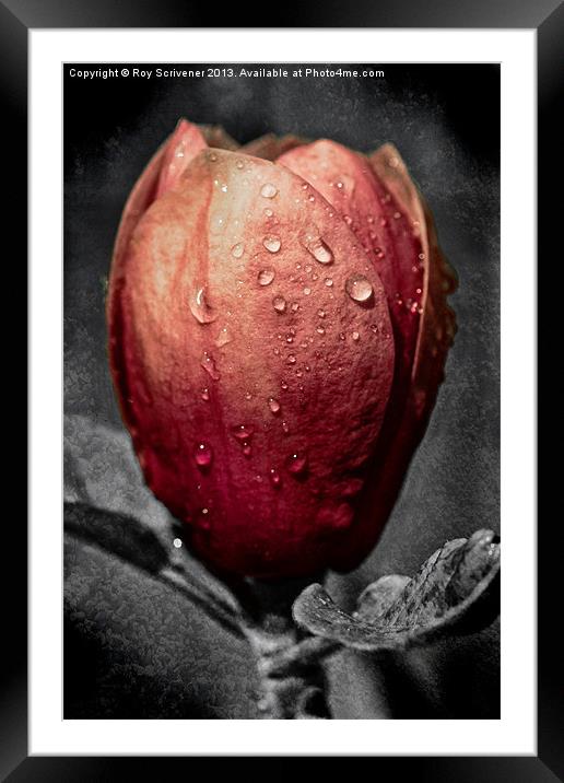 Black Tulip Magnolia Framed Mounted Print by Roy Scrivener