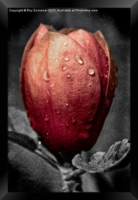 Black Tulip Magnolia Framed Print by Roy Scrivener
