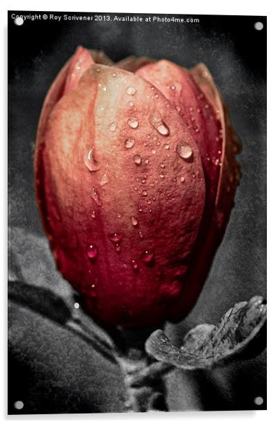 Black Tulip Magnolia Acrylic by Roy Scrivener