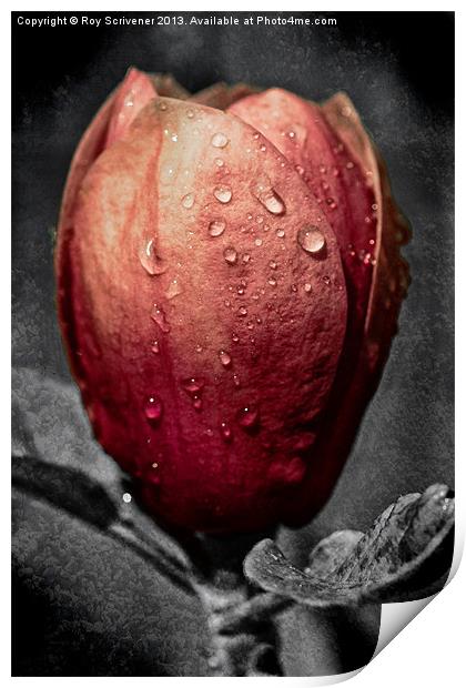 Black Tulip Magnolia Print by Roy Scrivener