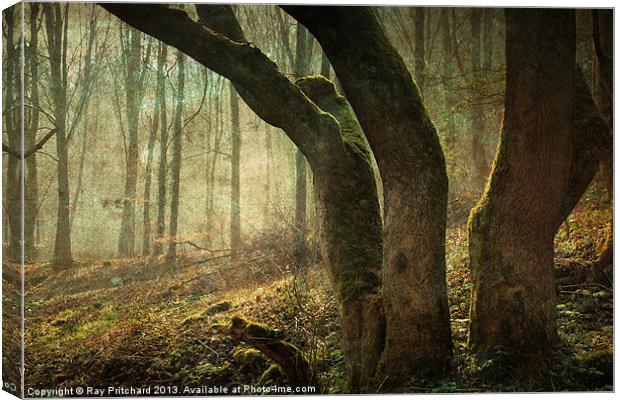 Mystic Woodland Canvas Print by Ray Pritchard