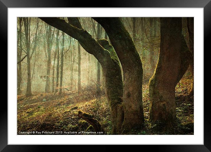 Mystic Woodland Framed Mounted Print by Ray Pritchard
