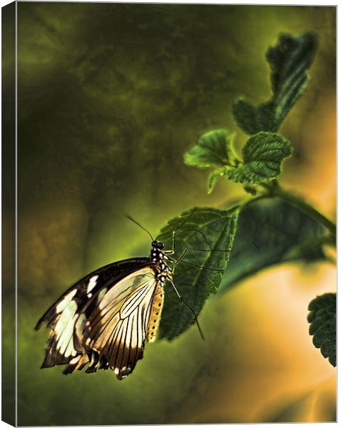 Butterfly on a leaf Canvas Print by Catherine Joll