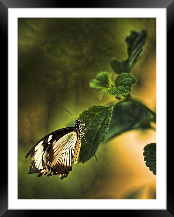 Butterfly on a leaf Framed Mounted Print by Catherine Joll