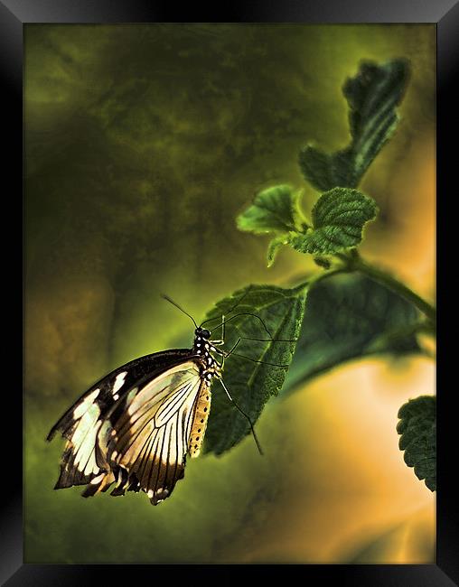 Butterfly on a leaf Framed Print by Catherine Joll