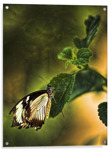 Butterfly on a leaf Acrylic by Catherine Joll