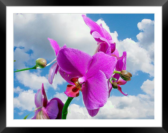 orchid in the clouds Framed Mounted Print by elvira ladocki