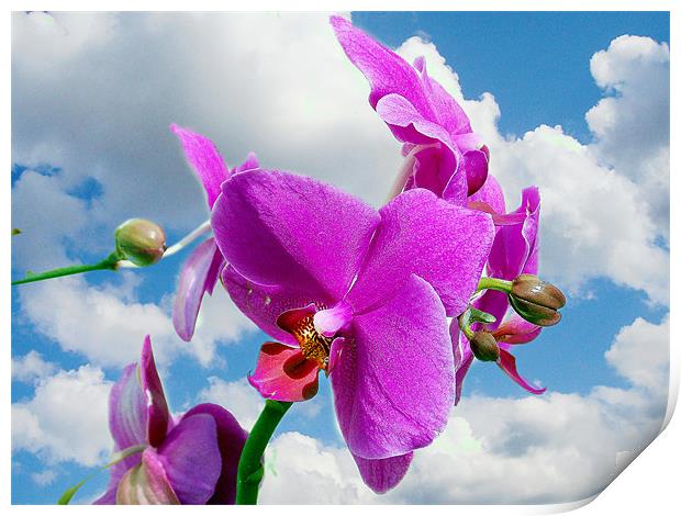 orchid in the clouds Print by elvira ladocki