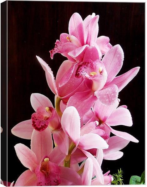 1376-beauty orchid Canvas Print by elvira ladocki
