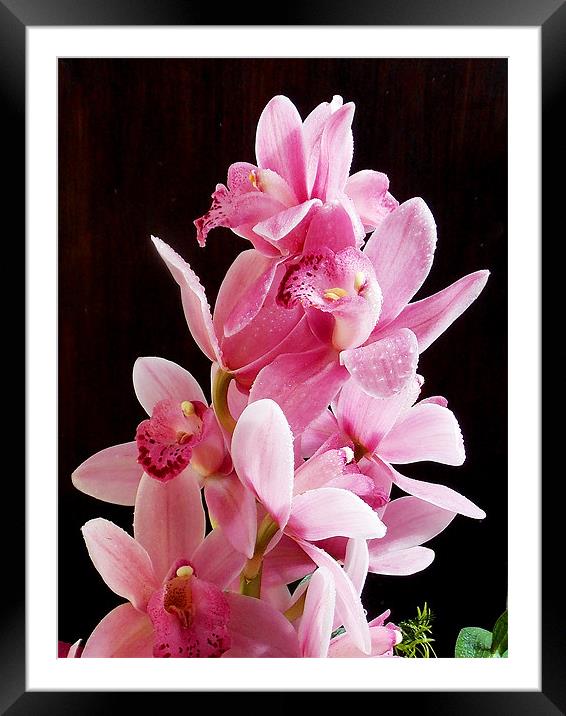 1376-beauty orchid Framed Mounted Print by elvira ladocki