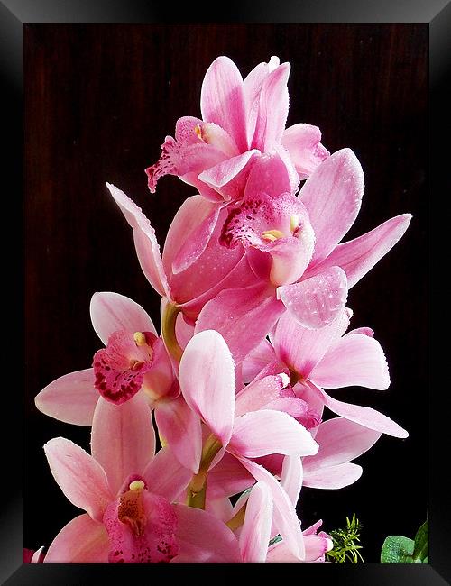 1376-beauty orchid Framed Print by elvira ladocki