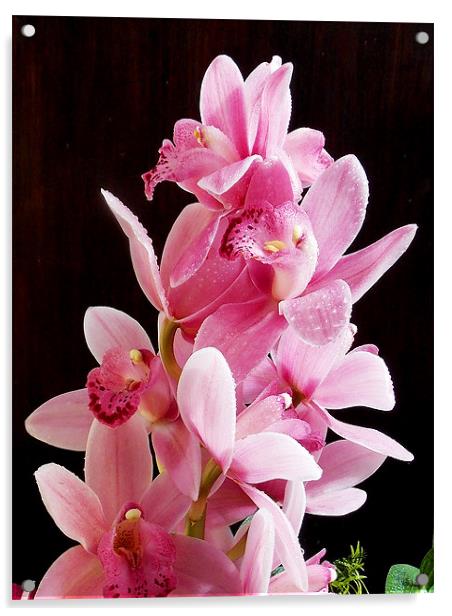1376-beauty orchid Acrylic by elvira ladocki