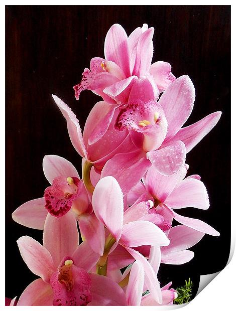 1376-beauty orchid Print by elvira ladocki