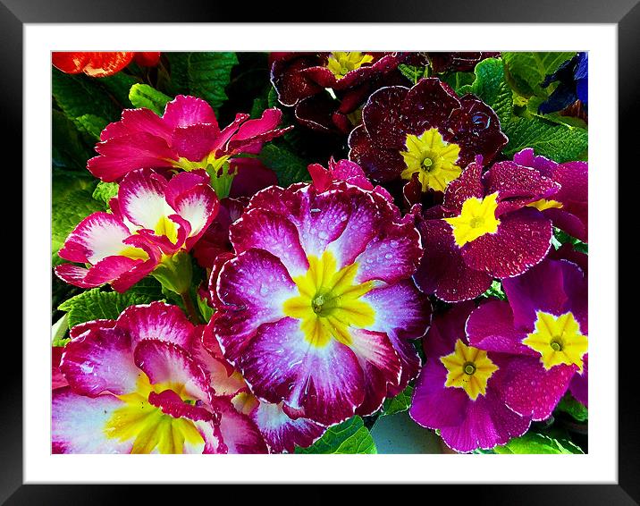 multicolor flowers Framed Mounted Print by elvira ladocki