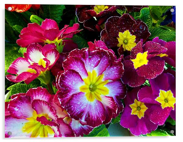 multicolor flowers Acrylic by elvira ladocki