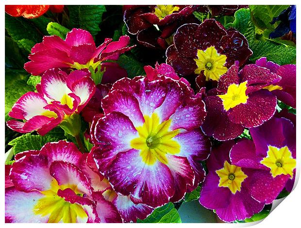 multicolor flowers Print by elvira ladocki