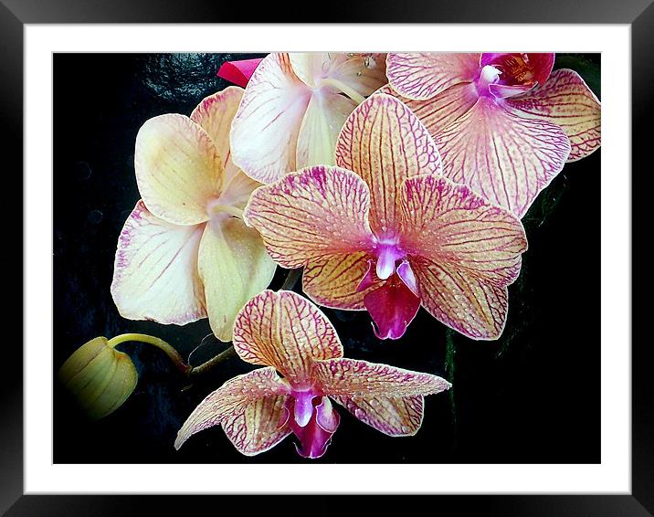 beautiful orchid Framed Mounted Print by elvira ladocki