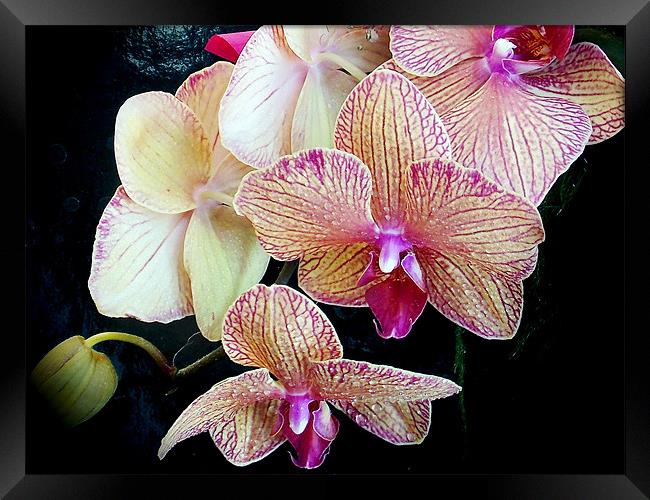 beautiful orchid Framed Print by elvira ladocki