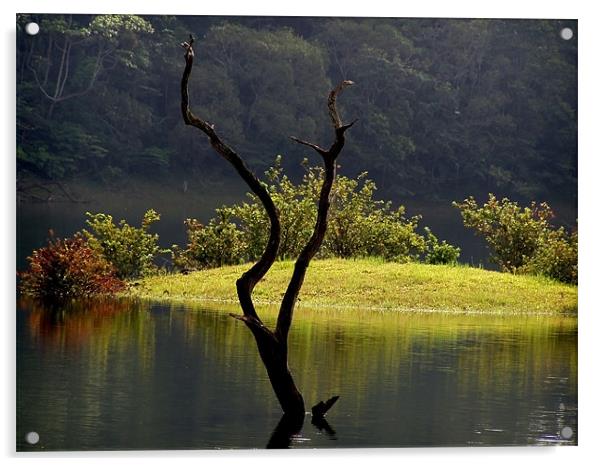 The Beautiful Thekkady Lake Acrylic by Sajitha Nair