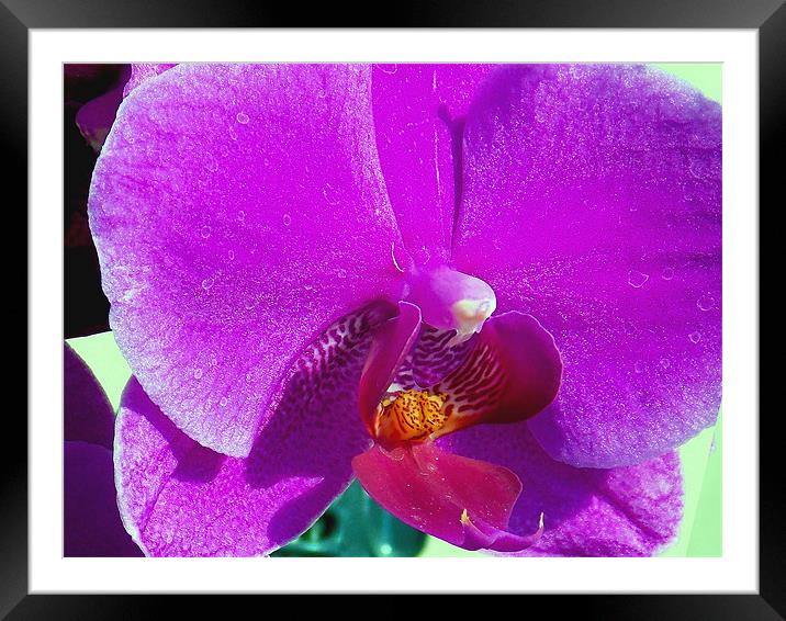 purple orchid Framed Mounted Print by elvira ladocki