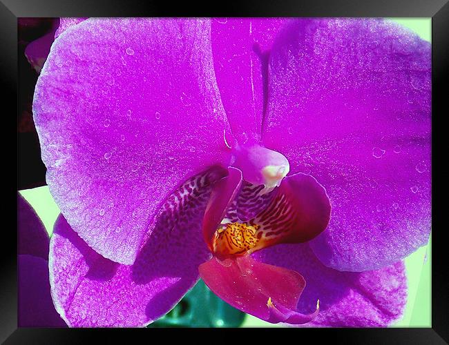 purple orchid Framed Print by elvira ladocki