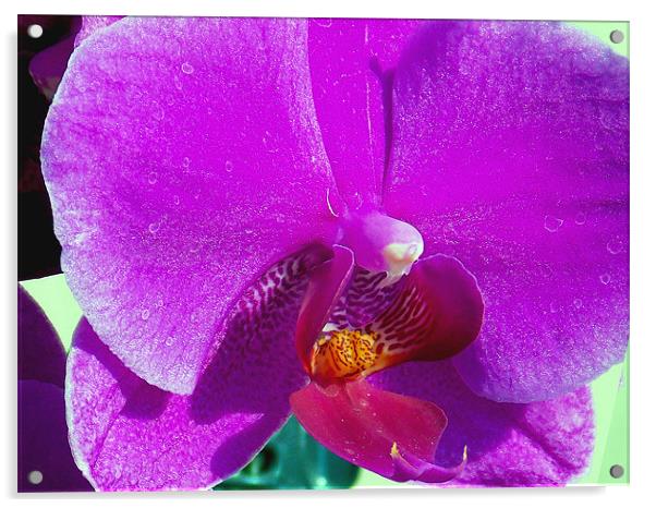 purple orchid Acrylic by elvira ladocki