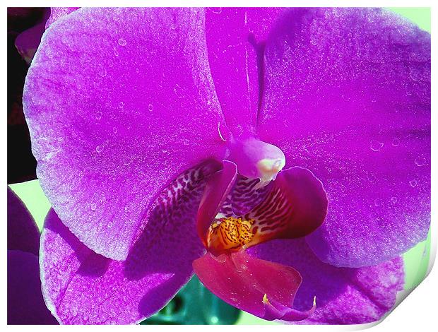 purple orchid Print by elvira ladocki