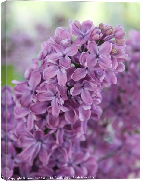 Perfect Lilac Canvas Print by Jasna Buncic