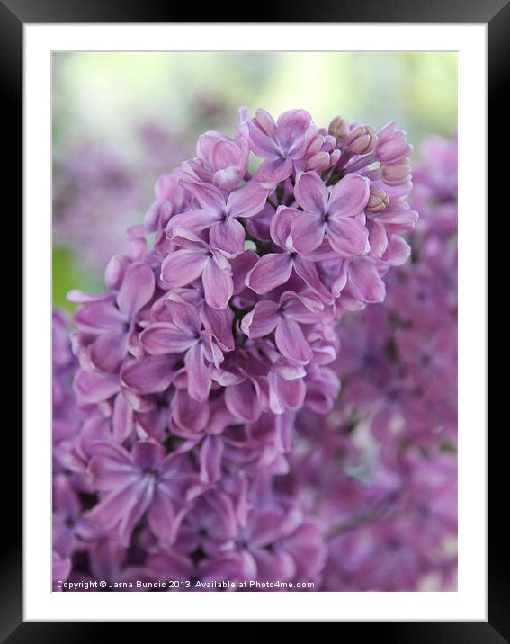 Perfect Lilac Framed Mounted Print by Jasna Buncic