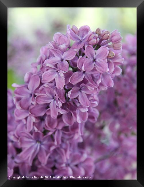 Perfect Lilac Framed Print by Jasna Buncic