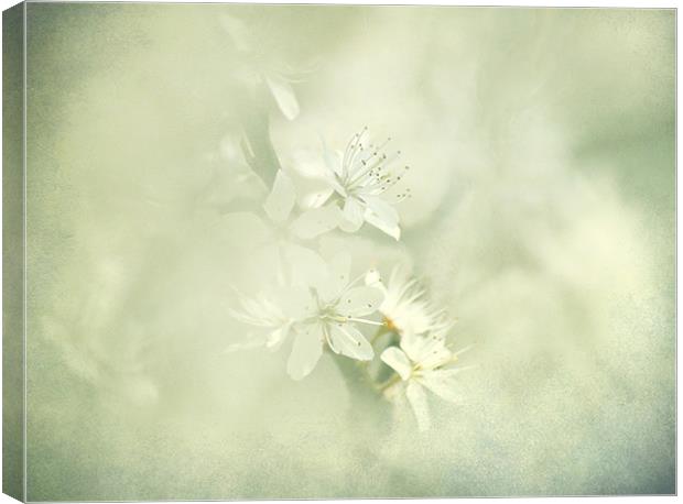 Hint of Blossom Canvas Print by Dawn Cox