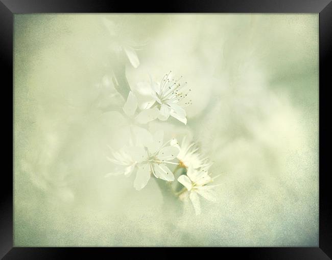Hint of Blossom Framed Print by Dawn Cox