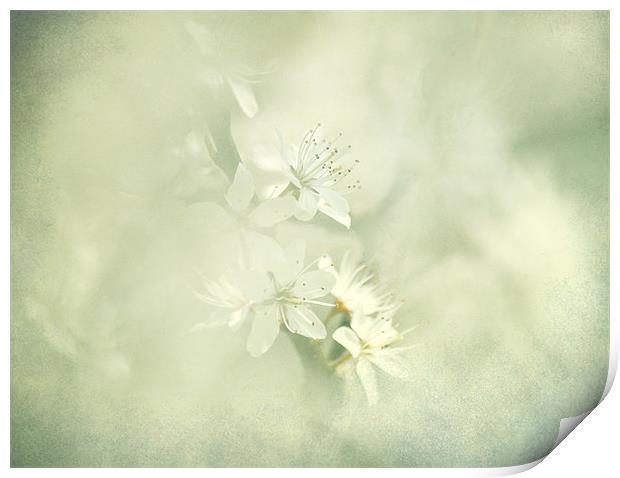 Hint of Blossom Print by Dawn Cox