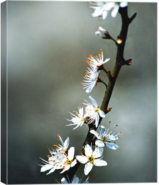 Spring Blossom Canvas Print by Dawn Cox