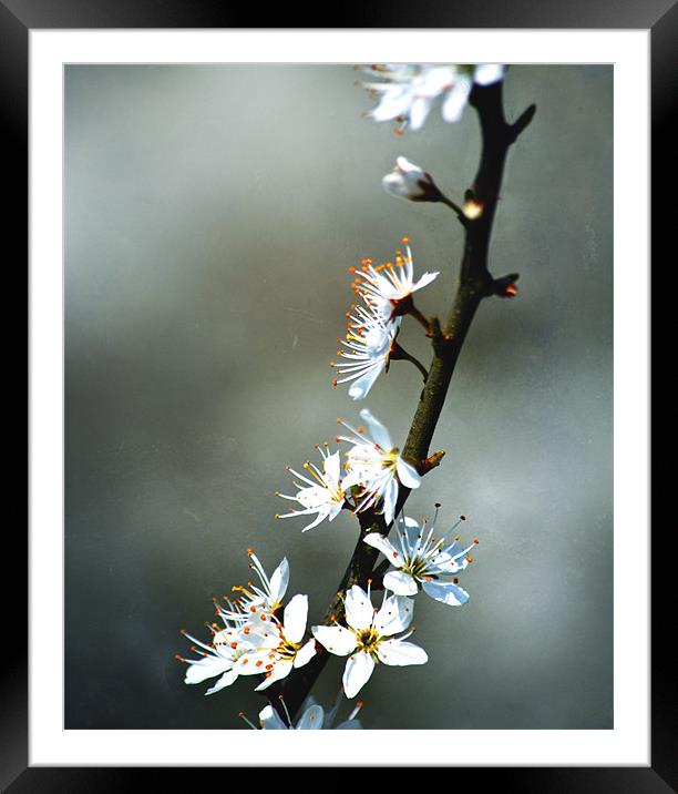 Spring Blossom Framed Mounted Print by Dawn Cox