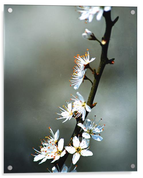 Spring Blossom Acrylic by Dawn Cox