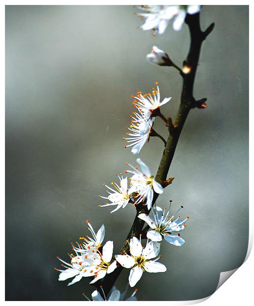 Spring Blossom Print by Dawn Cox