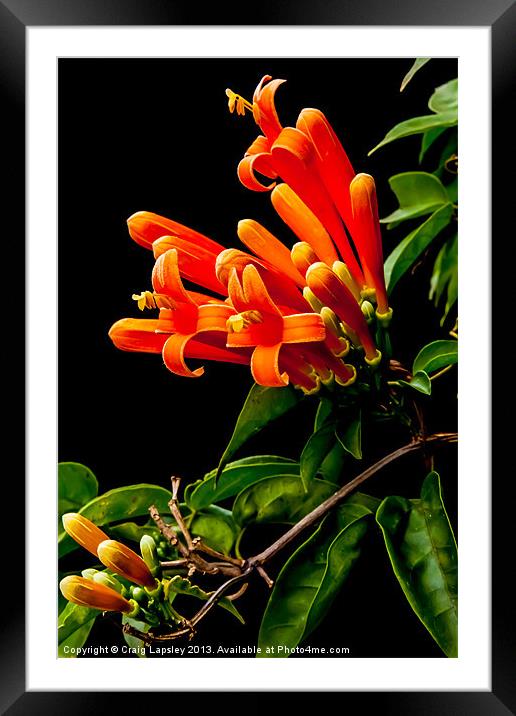 flame vine flowers Framed Mounted Print by Craig Lapsley
