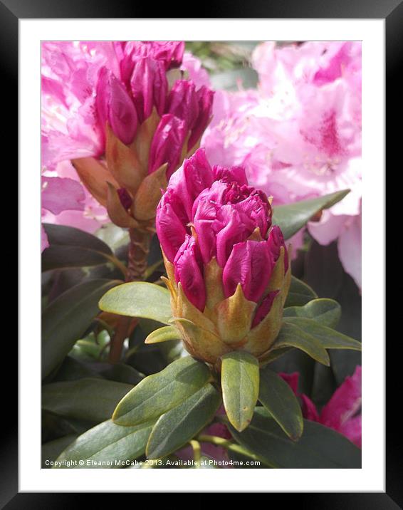 Spring Sherbet Pink! Framed Mounted Print by Eleanor McCabe