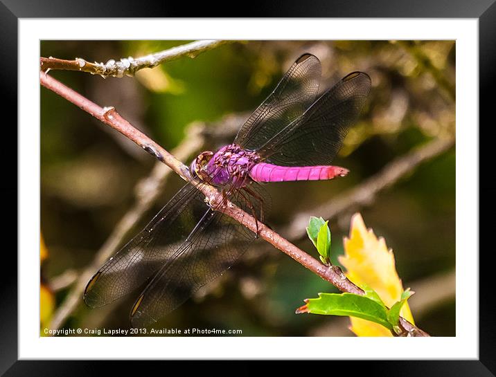 purple dragonfly Framed Mounted Print by Craig Lapsley
