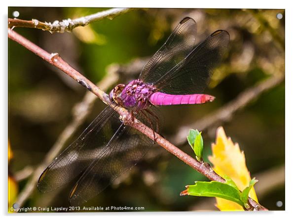 purple dragonfly Acrylic by Craig Lapsley